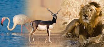 car rental in Modasa
